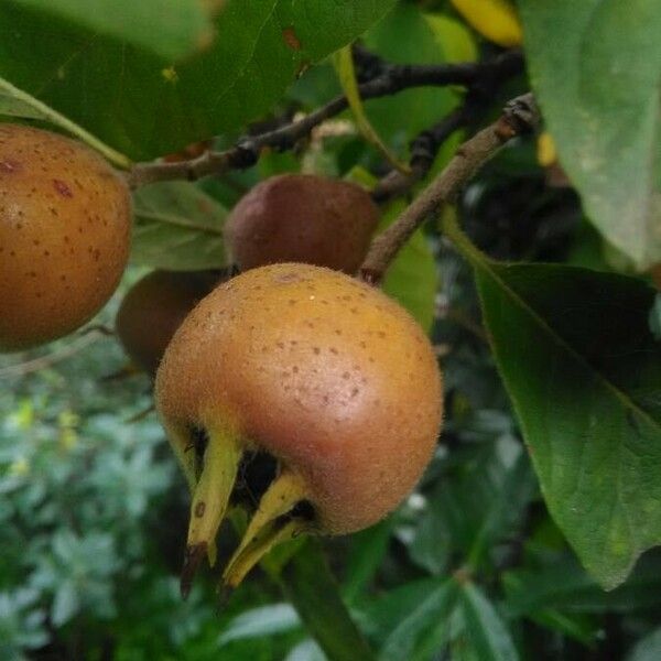 Mespilus germanica Fruit