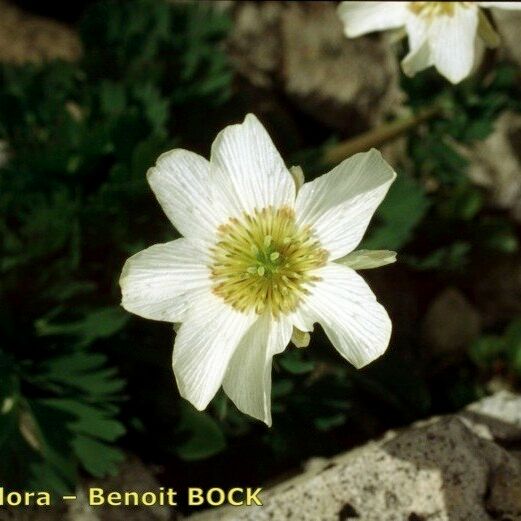 Callianthemum coriandrifolium Žiedas