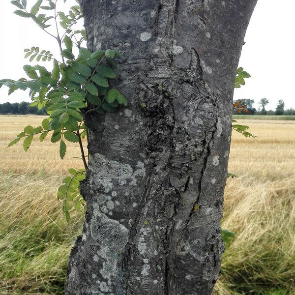 Sorbus aucuparia Bark