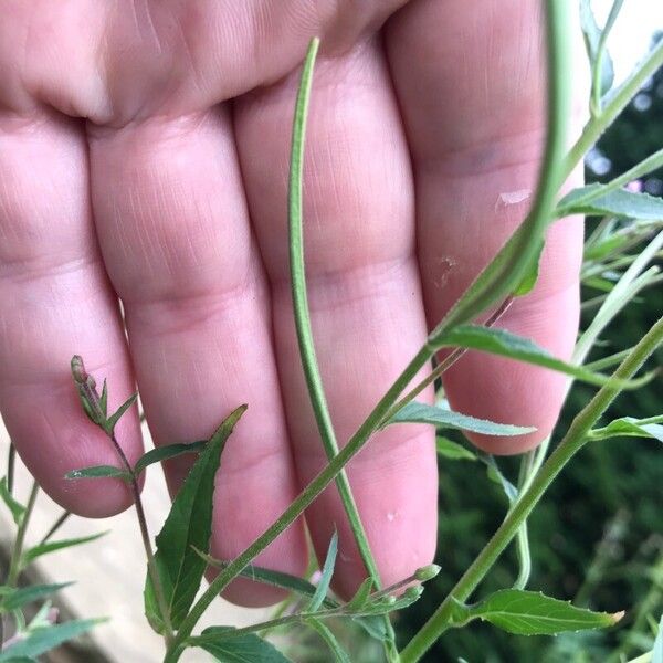 Epilobium montanum Плод