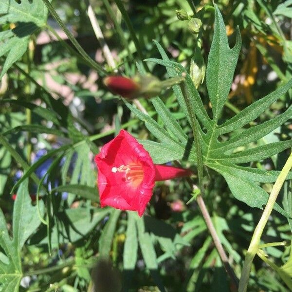 Ipomoea x multifida Flors