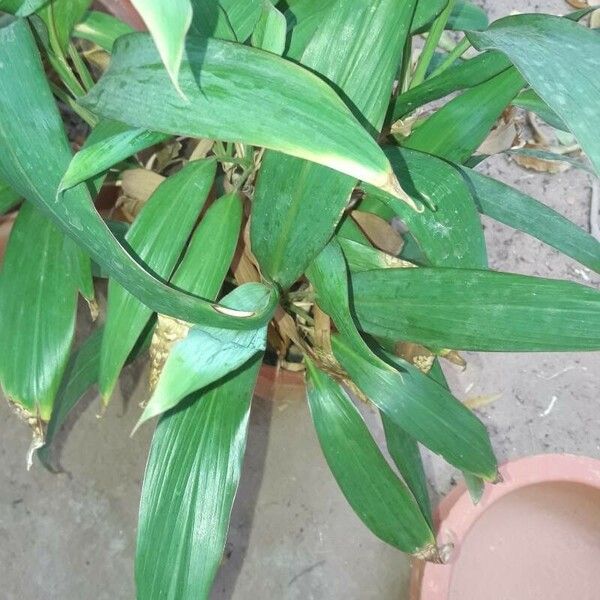 Aspidistra elatior Hoja