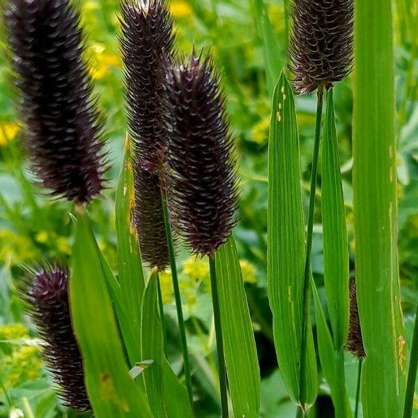 Phleum alpinum Floro