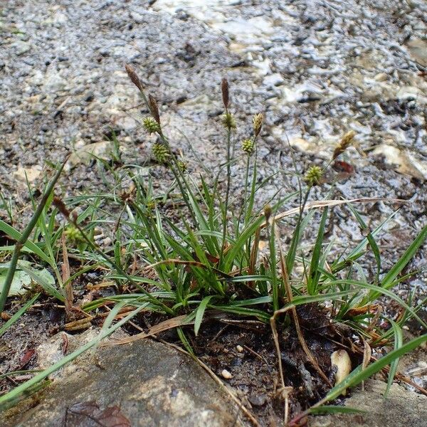 Carex oederi موطن