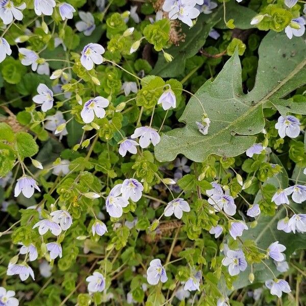 Veronica filiformis फूल