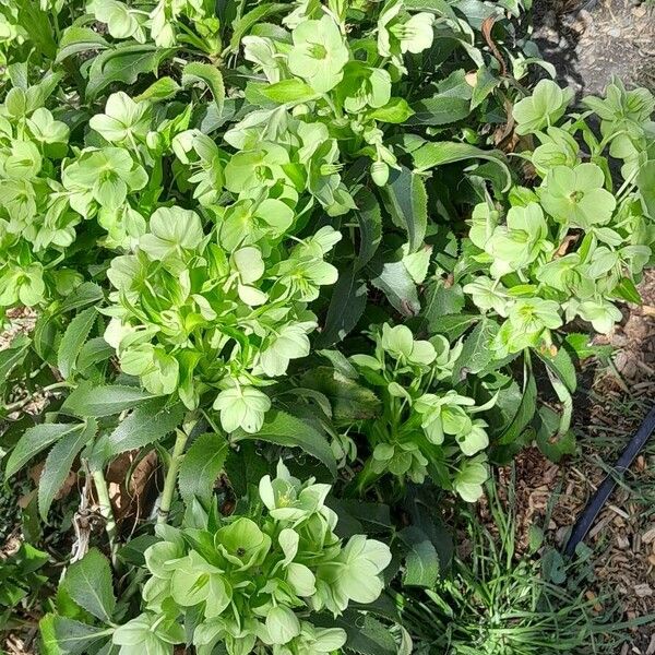 Helleborus argutifolius Habit