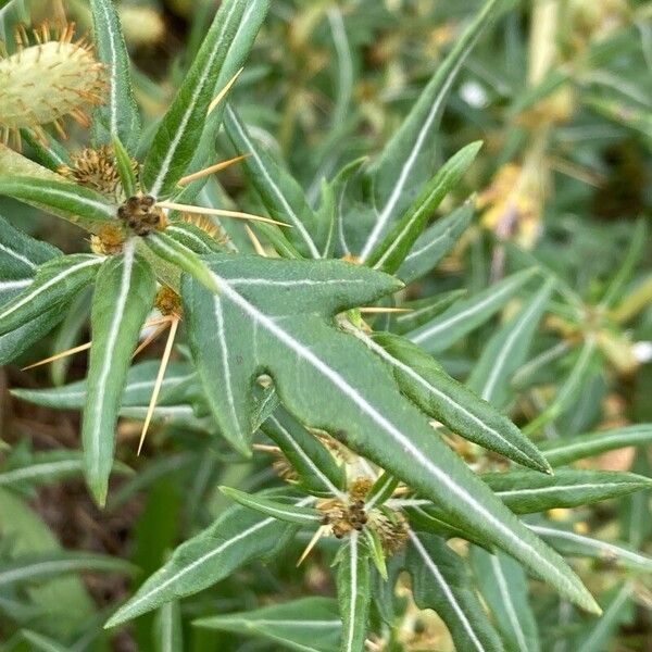 Xanthium spinosum Leaf