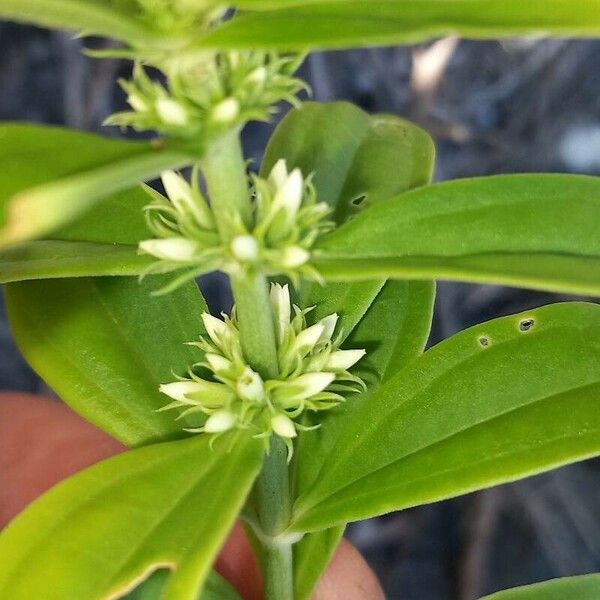 Mitracarpus hirtus Flower