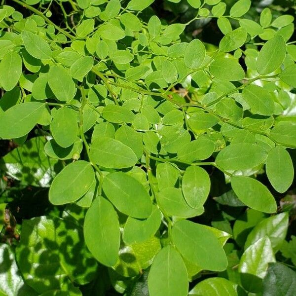 Vaccinium parvifolium Leaf