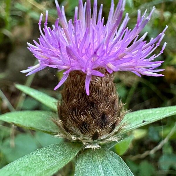 Centaurea nigra Flower