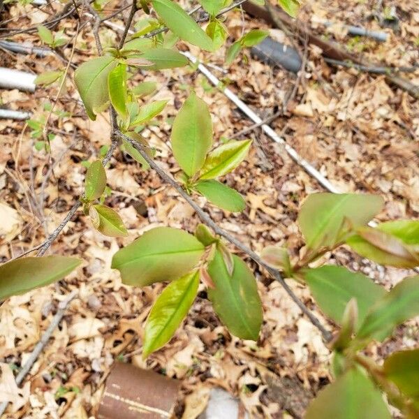 Prunus serotina Foglia