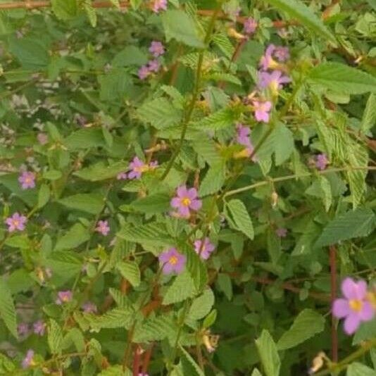 Melochia pyramidata Flower