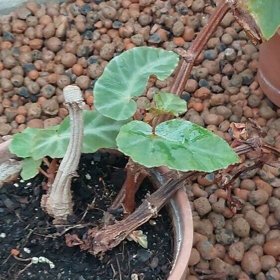 Begonia angularis Leaf