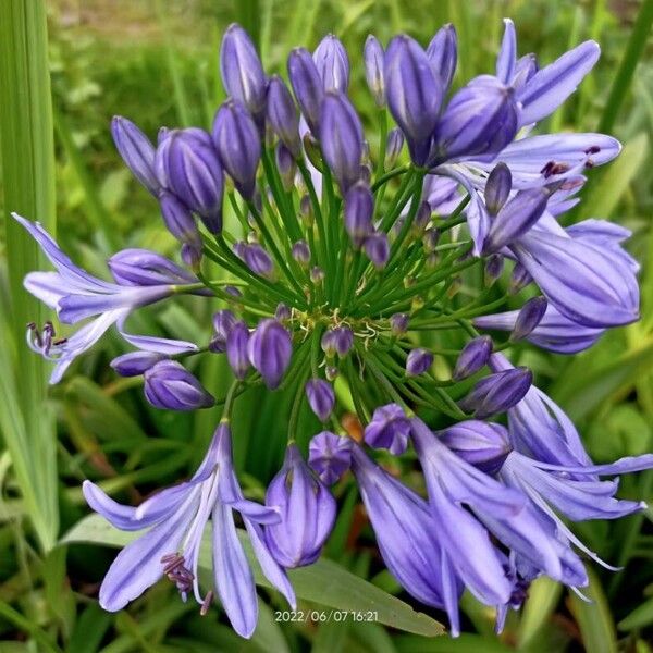 Agapanthus africanus Õis