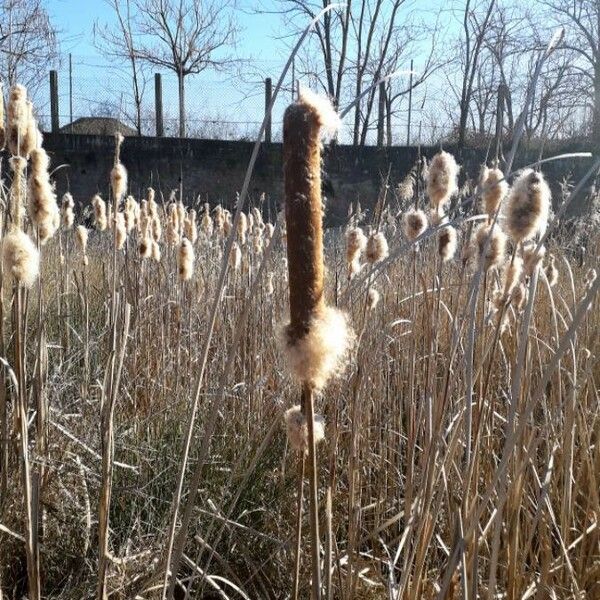 Typha latifolia ᱡᱚ