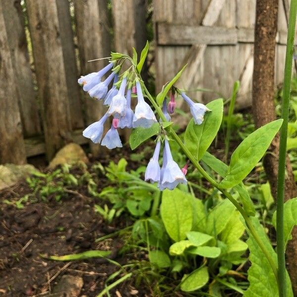 Mertensia virginica Flower