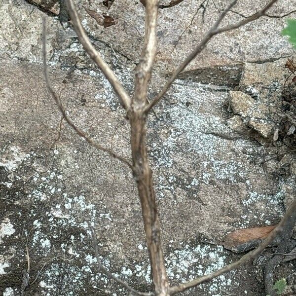 Bystropogon canariensis Bark