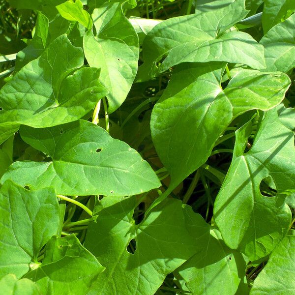 Calystegia sepium List