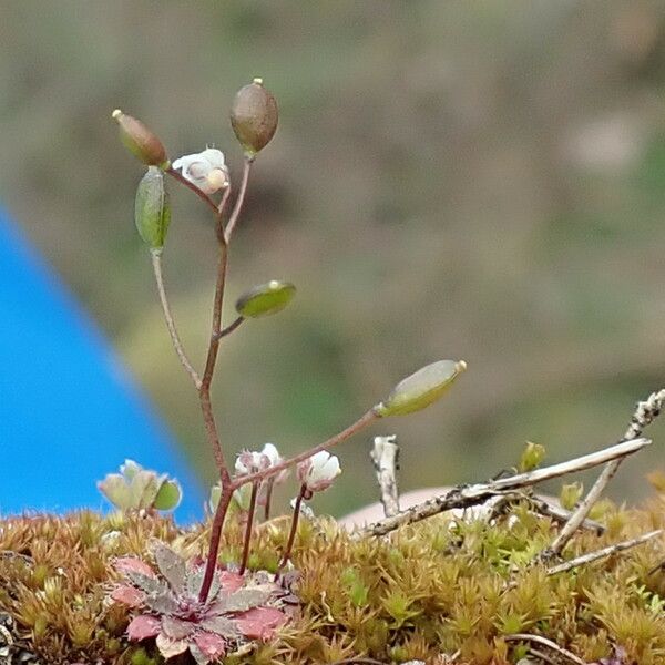 Draba verna Fiore