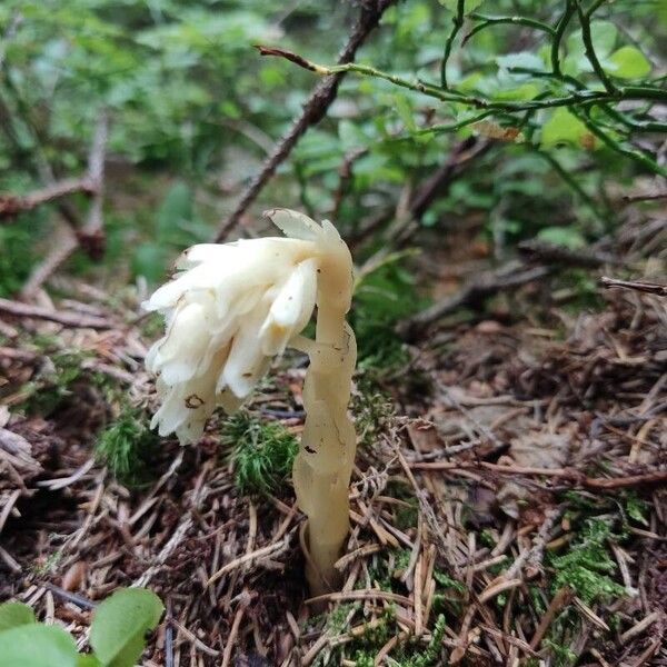 Monotropa hypopitys Fleur