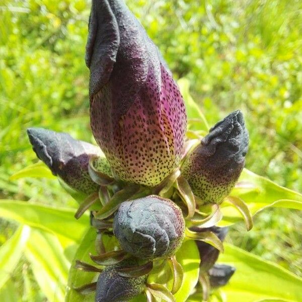 Gentiana pannonica Flower