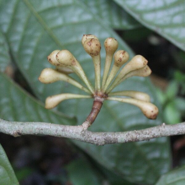 Anaxagorea phaeocarpa Fruit