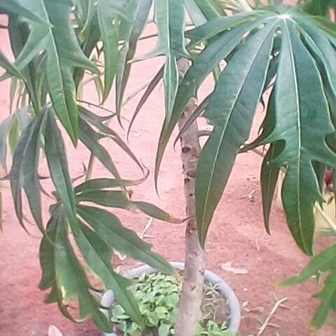 Jatropha multifida Blad