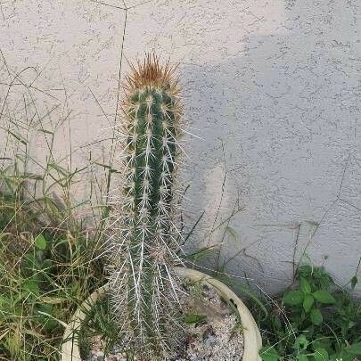 Echinocereus engelmannii Liść