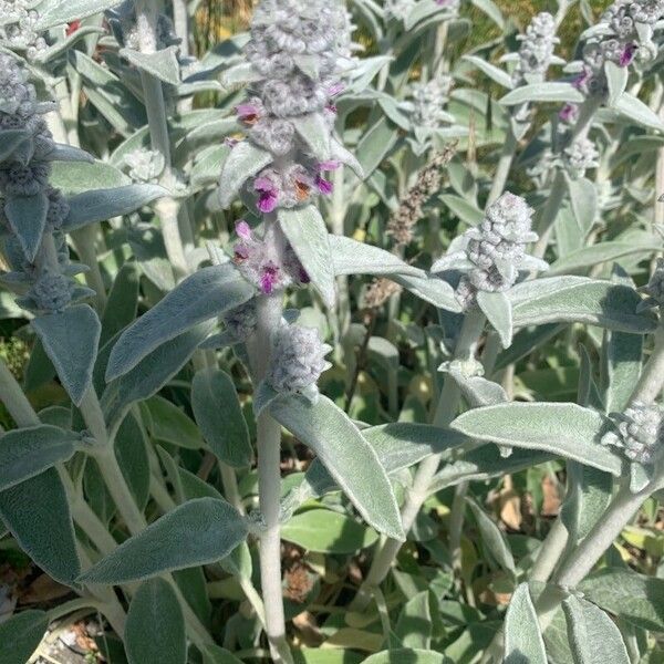 Stachys byzantina Flors