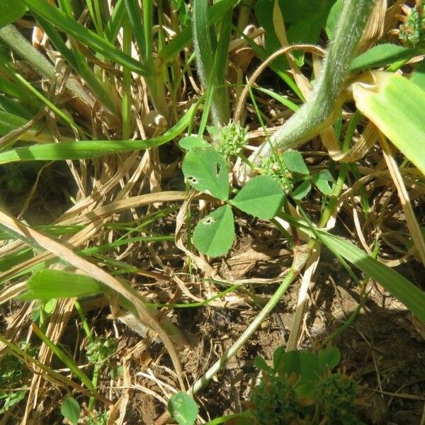 Trifolium glomeratum 葉