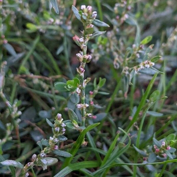 Polygonum aviculare Flower