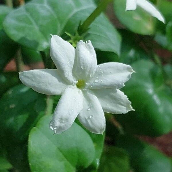 Jasminum sambac ফুল