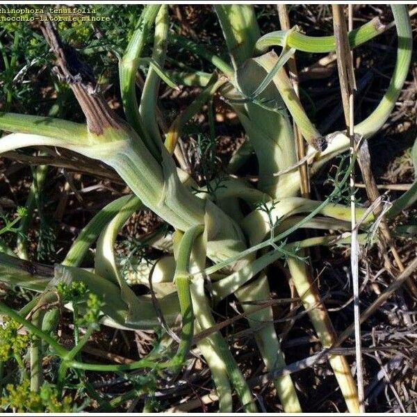 Echinophora tenuifolia Інше