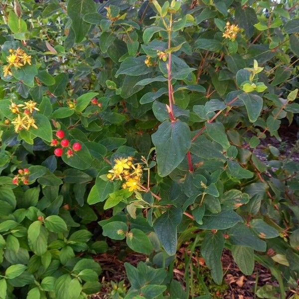 Hypericum androsaemum 整株植物