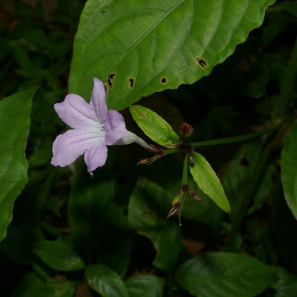 Ruellia stemonacanthoides Flower