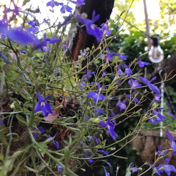 Lobelia erinus Flower