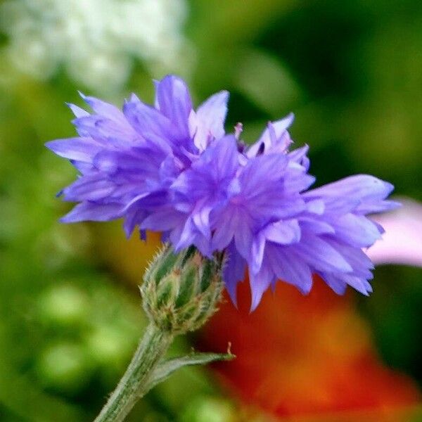 Centaurea cyanus Kvet