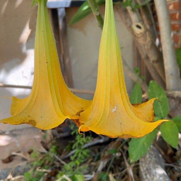 Brugmansia arborea Flor