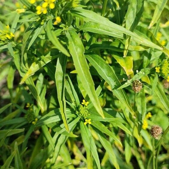 Erysimum cheiranthoides Liść