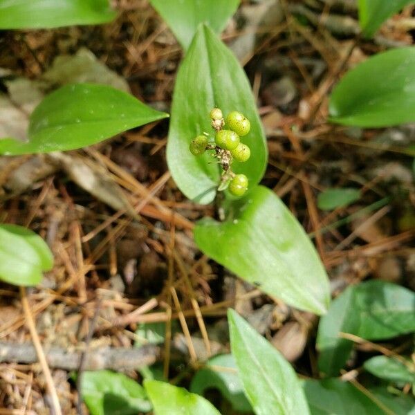 Maianthemum canadense Fruct