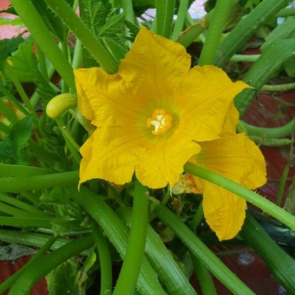 Cucurbita pepo Flower