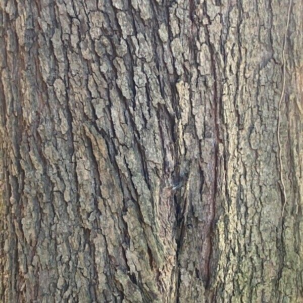 Casuarina cunninghamiana Bark