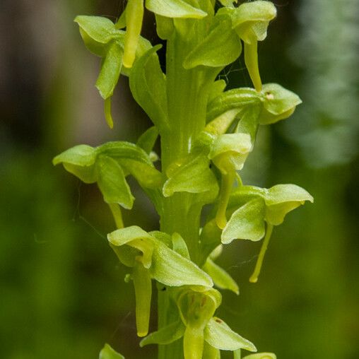 Platanthera stricta Flower