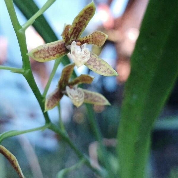 Prosthechea livida 花