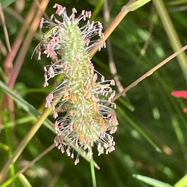 Phleum pratense Blodyn