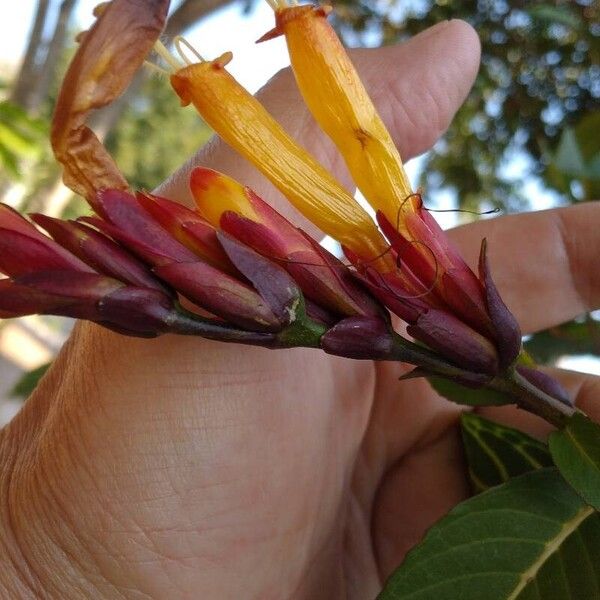 Sanchezia oblonga Flower