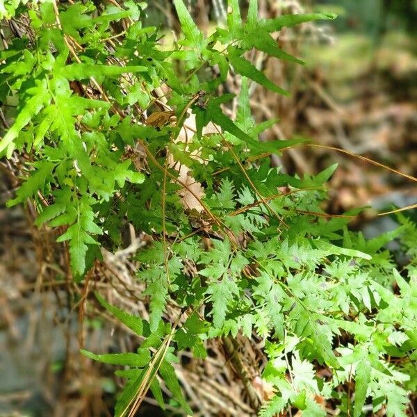 Lygodium japonicum Feuille