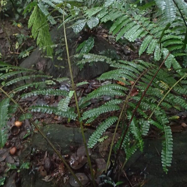 Didymochlaena truncatula Leaf