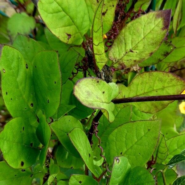 Cobaea scandens Лист