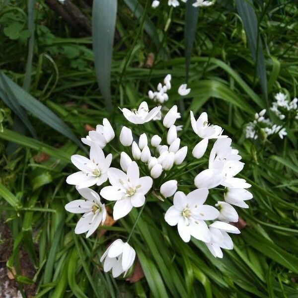 Allium polyanthum Квітка